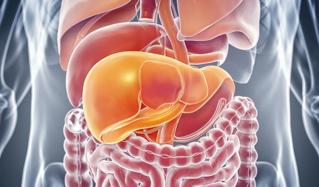 vesicule-biliaire-illustration-medicale-organes