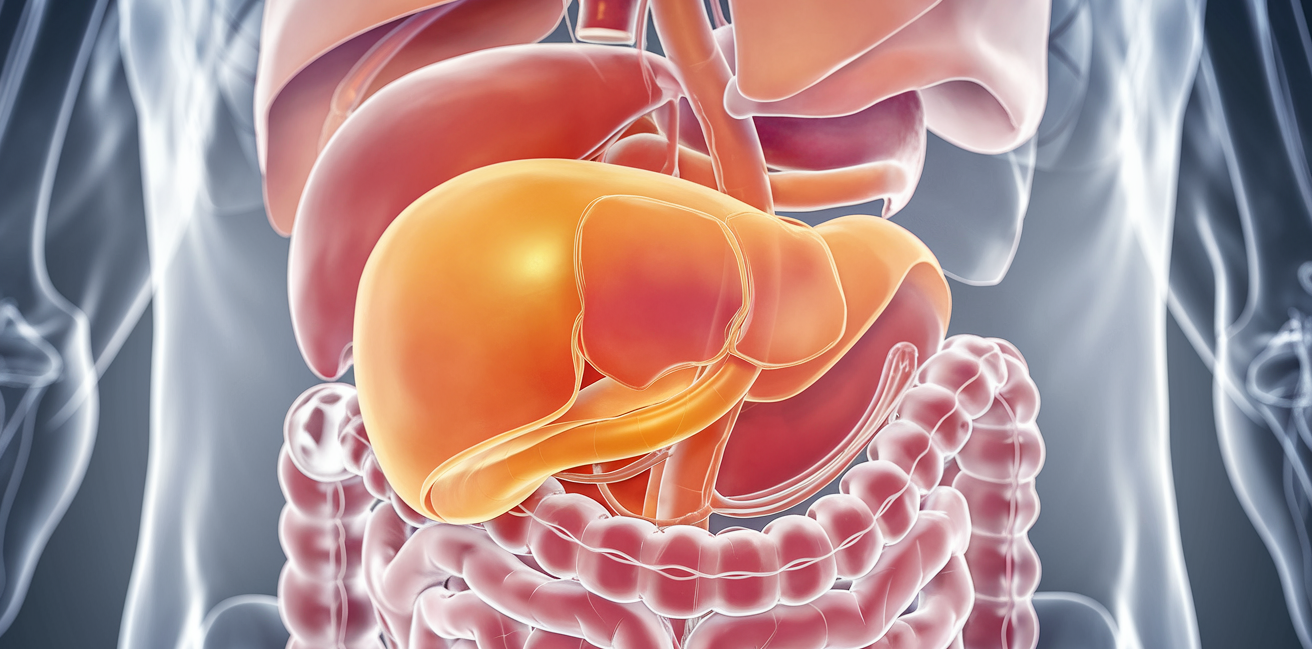 vesicule-biliaire-illustration-medicale-organes