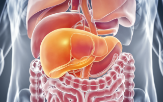 vesicule-biliaire-illustration-medicale-organes