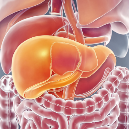 vesicule-biliaire-illustration-medicale-organes