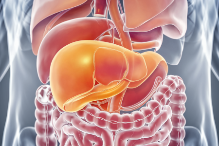 vesicule-biliaire-illustration-medicale-organes